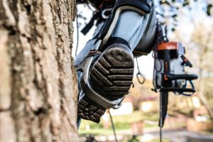 Tree Surgeon