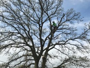 Tree Surgeon - Tree Crowning