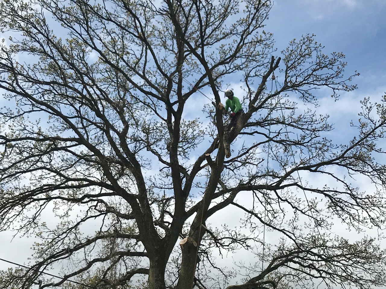 Tree Surgeon - Tree Crowning