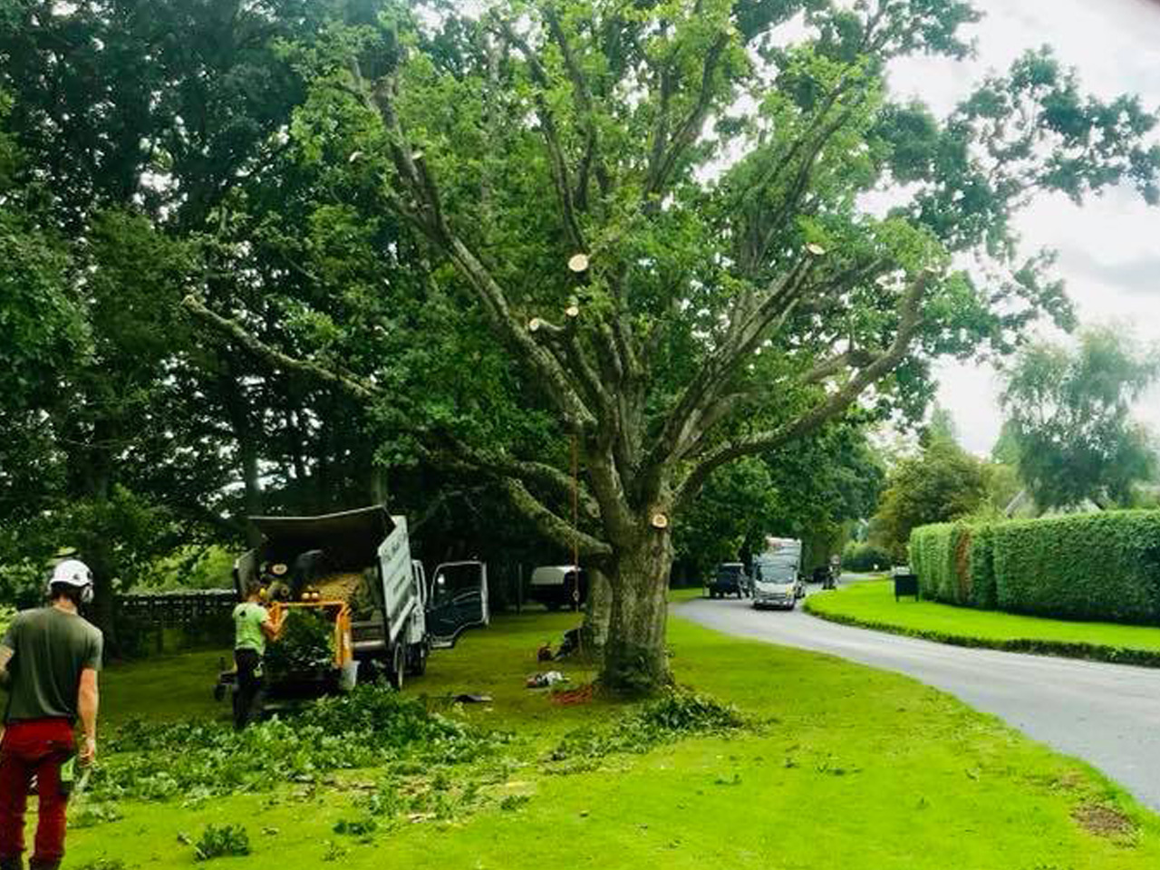 Tree Surgeon Crown Reduction