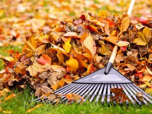 Garden Clearance Company