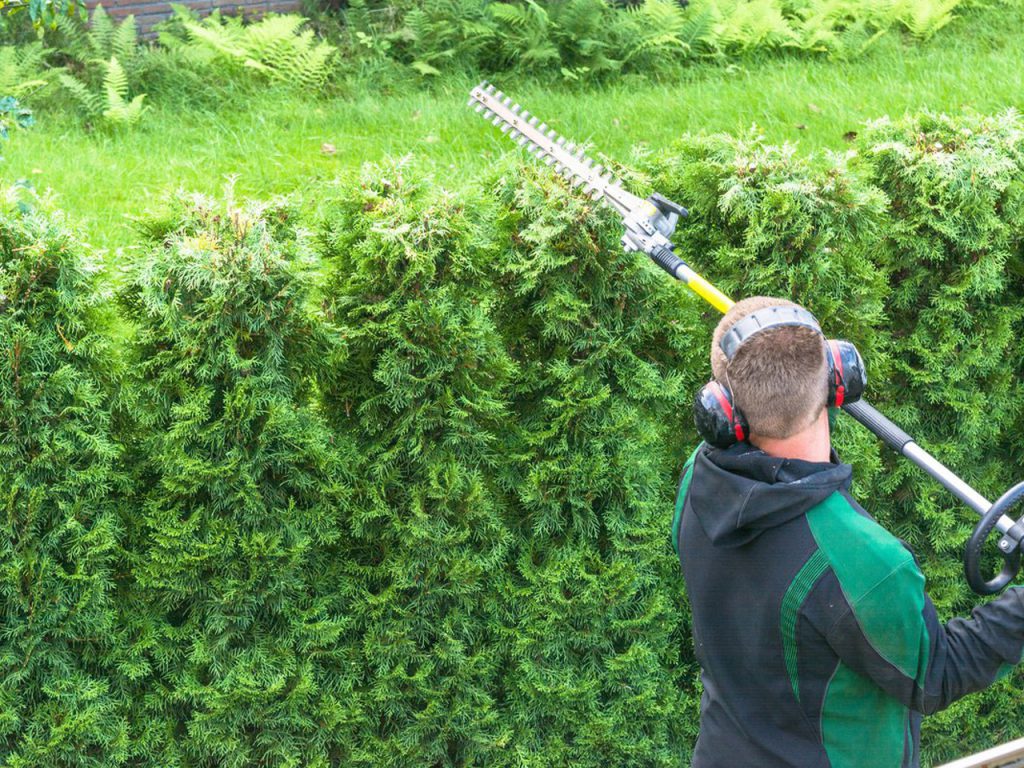 Professional Hedge Cutting Service