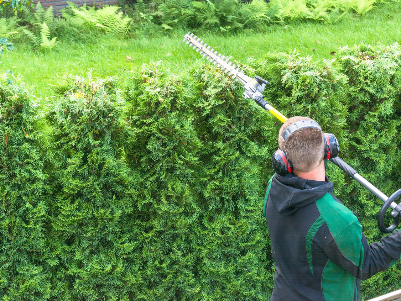 Professional Hedge Cutting Service