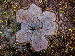 Tree Stump Grinding Company