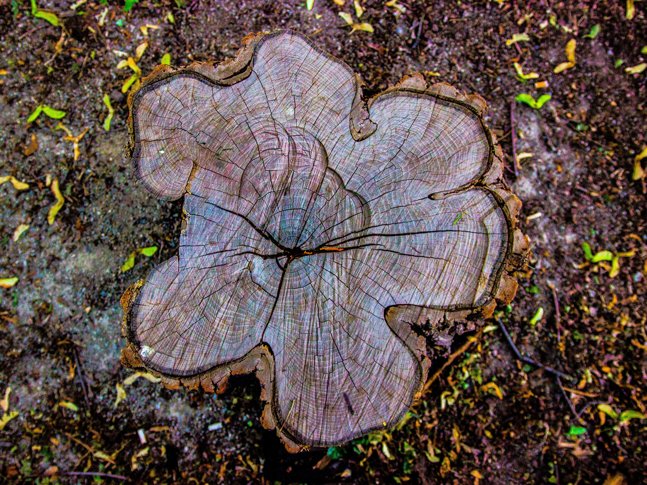 Tree Stump Grinding Company