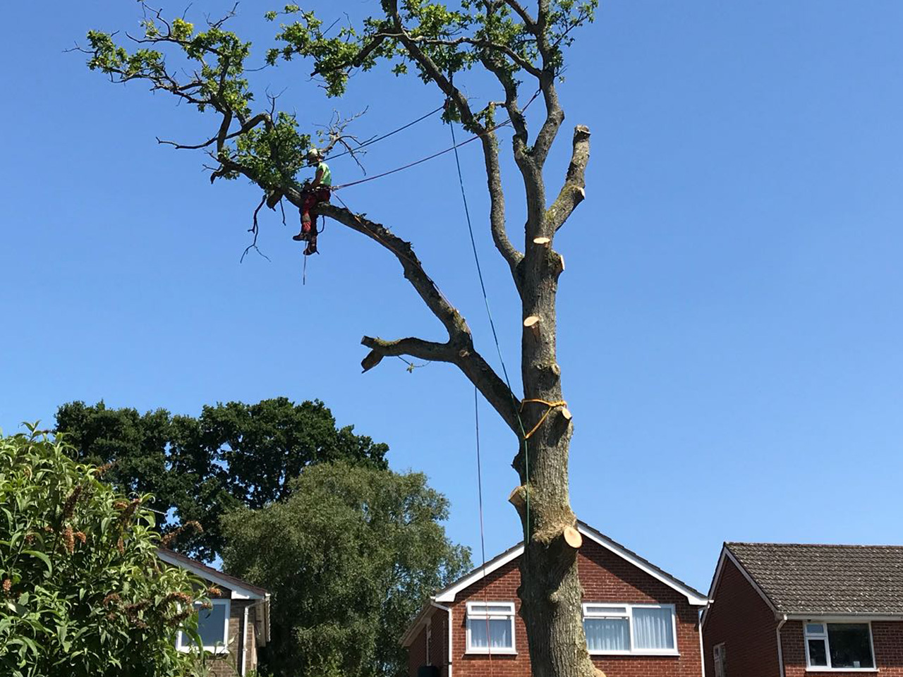 Tree Removal