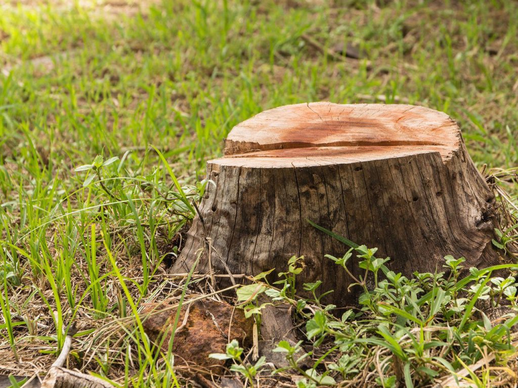 Tree Stump Removal Company