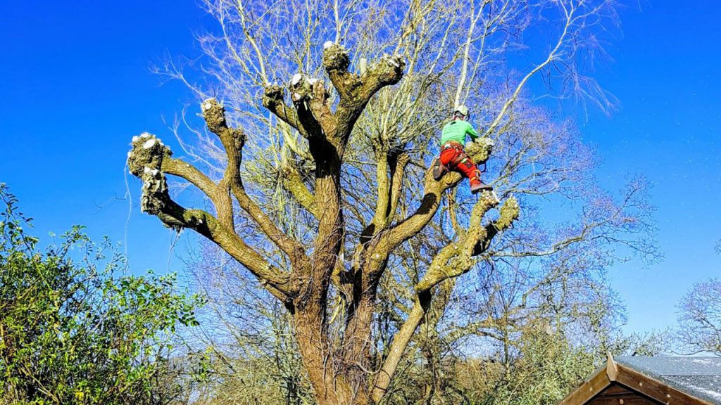 Pollarding tree, tree surgeon