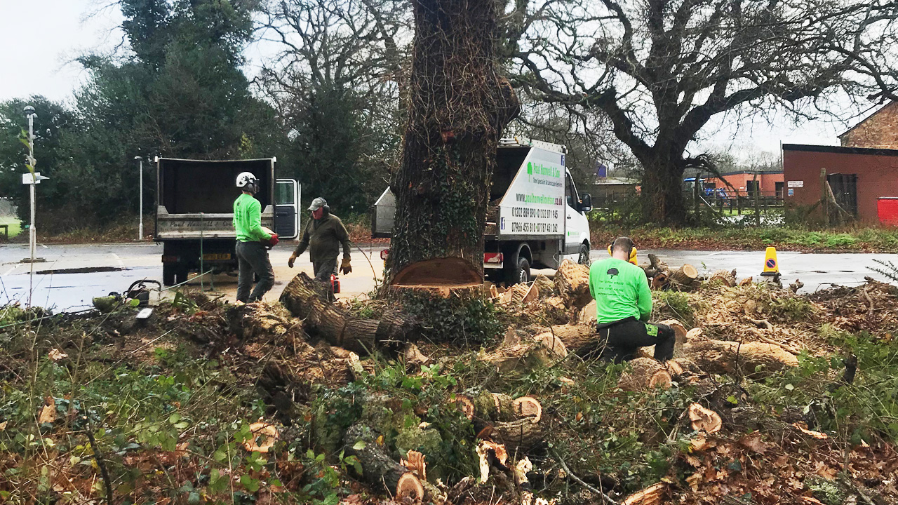 Cutting a tree down - tree surgeon