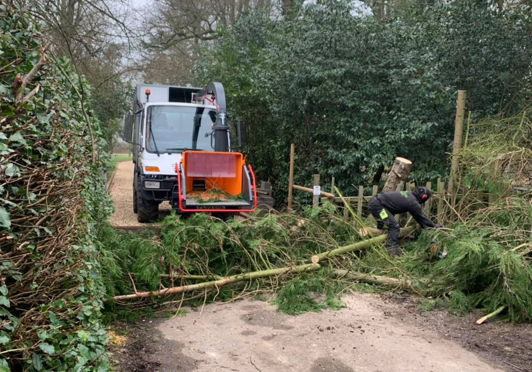 Tree Surgeon Dorset