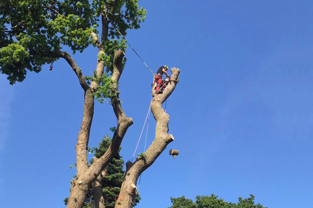 Chris Hanwell, Hanwell Tree Care