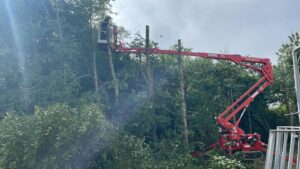 Tree felling company Wimborne