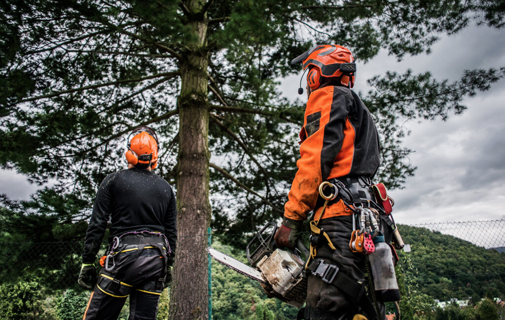 Tree surgeon