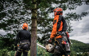 Tree surgeon
