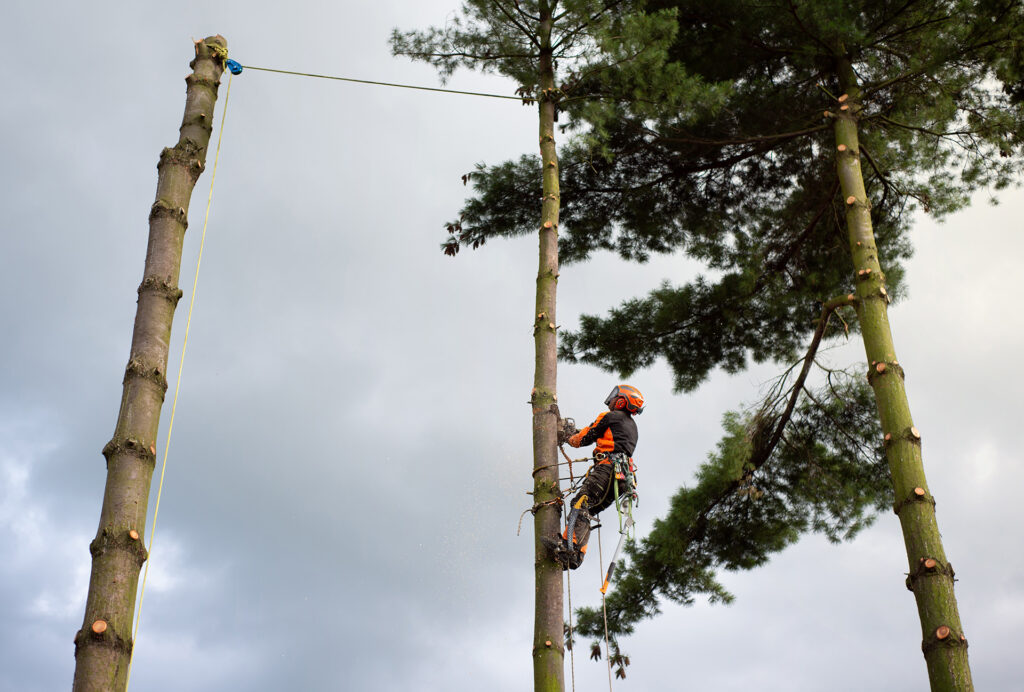 Arborist man with harness cutting a tree, climbing.