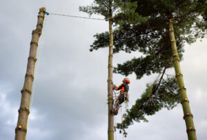 Arborist man with harness cutting a tree, climbing.