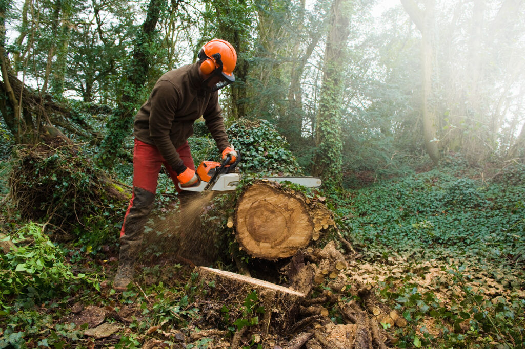tree surgeon cutting a fallen tree
