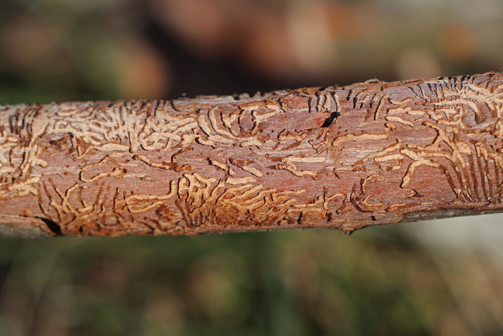 5 Common Tree Diseases in Dorset & How to Spot Them