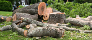 Tree removal Wimborne