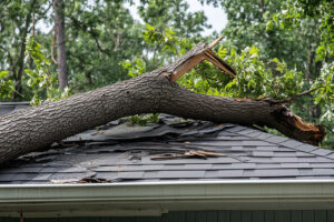 Dangerous Tree Branches - How to Identify and Deal with Them