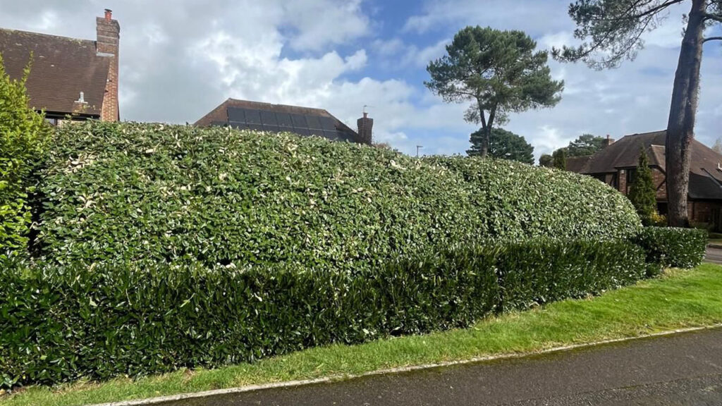 Hedge Cutting Season – When and Why You Should Trim Your Hedges
